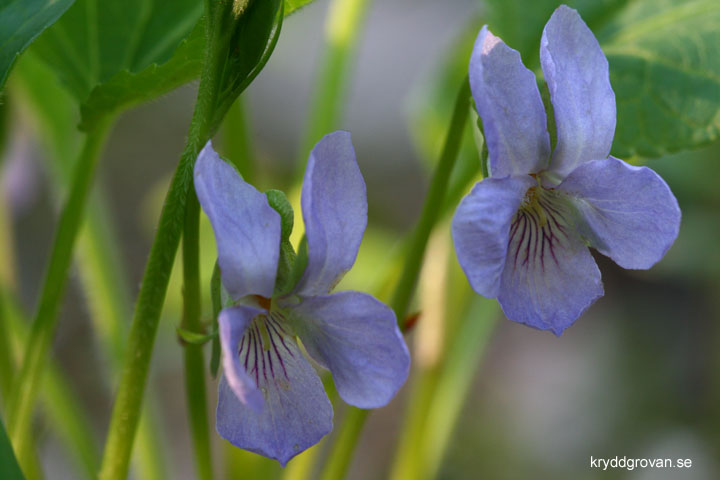 Underviol, Viola mirabilis 