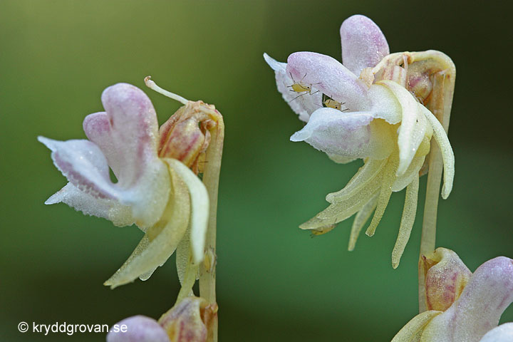 Skogsfrun, Epipogium aphyllum