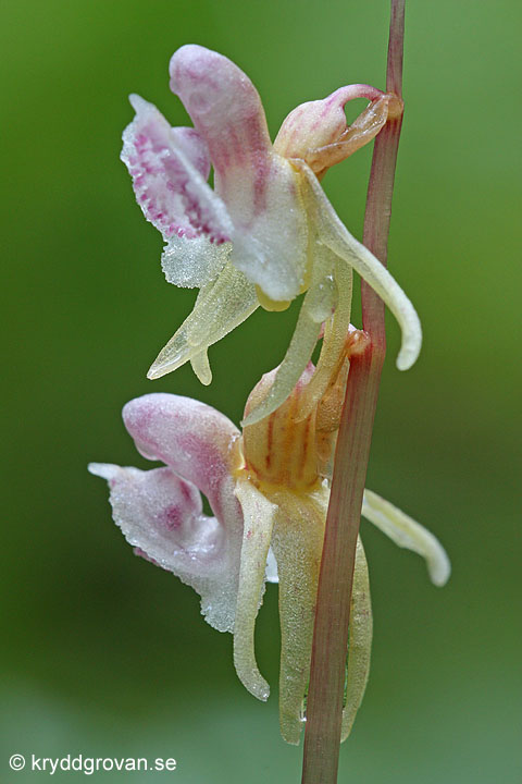 Skogsfrun, Epipogium aphyllum